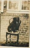CARTE PHOTO Aleron Remesure Chien