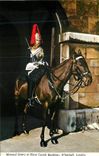 CPM Mounted sentry at horse guards buildings whitehall london Militaria
