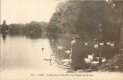 CPA Lyon Le Parc de la Tete D'Or Les Cygnes sur le Lac