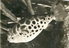 CPM Proteosulfan proteolysat soufre tetraodon Fluviatilis 