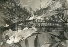 CPM Proteosulfan tolerance gastrique parfaite betta splendens 