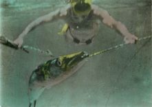 CPM La capture d un Barracuda n est pas sans danger 