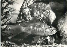 CPM Proteosulfan proteolysat soufre aspirine enrobee poisson rouge 