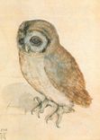 CPM Albrecht Durer Das Kauzchen Wien Albertina Museum Chouette Hibou