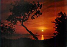 CPM Cote d'Azur France French Riviera Coucher de Soleil en Mediterranee (Var)