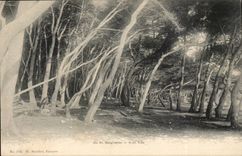 VAr - Island Stainte - Marguerite - under wood - CPA