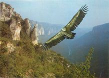 CPM Vautour fauve ce grand planeur (2 80 m d envergure) a disparu des cevennes en 1940