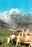 CPM Gletsch mit rhonegletscher Vaches