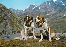 CPM Les Chiens des Moines du Gr St Bernard