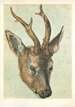 CPM Les Chefs d Oeuvre du Musee de Bayonne Albert Durer Tete de Cerf