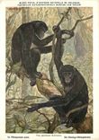 CPM Musee Royal d Histoire Naturelle de Belgique Koninklijk Natuurhistorisch Museum Van Belgie Pan paniscus Schwarz Le C