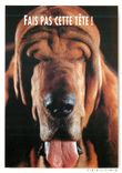 CPM Fais pas Cette Tete Mots de Passe Chien Basset