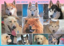 CPM les Chiens de Montagne Chien Esquimau du Groenland
