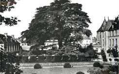 CPM Tours (I et L) Le Grand Cedre