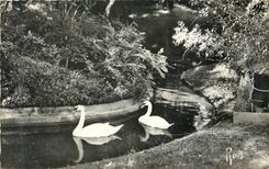 CPM Rennes Les Cygnes au Jardin des Plantes 