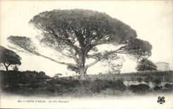 Mass-Azurblau - eine Regenschirmkiefer - Bumsen - Baum - Baum - CPA