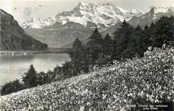 CPM Champ des Narcisses pres Glion