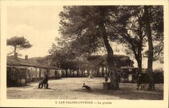 CPA the Saline ones of Hyeres the Pine forest