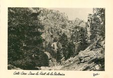 CPM Corte Corse Dans la Foret de la Restonica