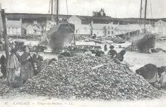REPRO Cancale Triage des Huitres