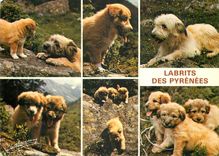 CPM Labrits des Pyrenees Chiens de Bergers Gardiens des Troupeaux
