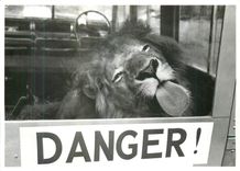 CPM Lion
