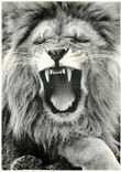CPM Lion