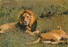 CPM Lion (deux lions)