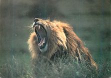 CPM Lion Simba
