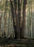CPA En foret de Lyons Un bel arbre a quatre troncs 