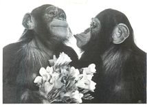 CPM Dites le avec des fleurs Singes Chimpanzes