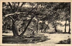 Surroundings of Hyeres CPA Carqueranne pines in SAlettes