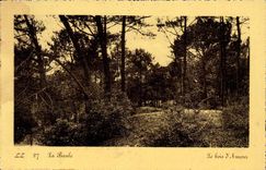 La Baule CPA the wood of love