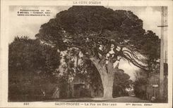 Saint TRopez CPA Le pin de Bertaud