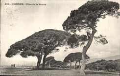 Cannes CPA Pines of Bocca