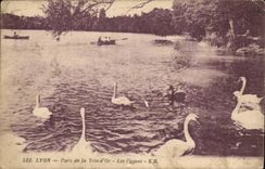 Lyon CPA Park of the gold Head the swans (swan)
