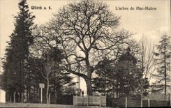 Germany Worth CPA the tree of Mac Mahon