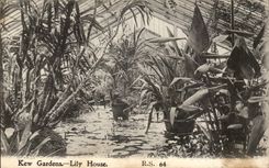 Great BRitain Kew Gardens CPA Lily House (plants)