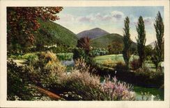 Italy - Italy - Trees - the Partner - CPA