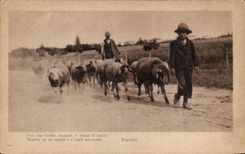 Italy - Italy - Rucellai sheep CPA