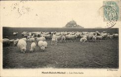 Holy mount Michel CPA close dirty (sheep)