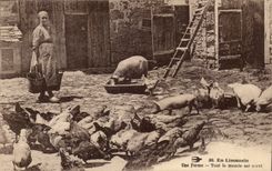 In the Limousin CPA a farm Everyone is served Cochons