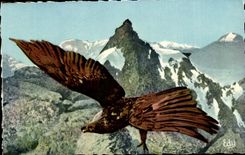 Images of On our premises - Hosts of Our Mountains - an Authentic Golden eagle - bird - CPA