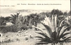 Toulon - Mourilon Aloe of the Garden of Acclimation - CPA