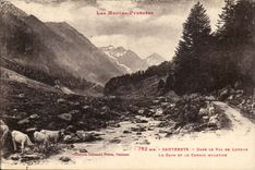 Cauterets CPA im Tal von Lutour gab und die Maultierschiene (Kuhe)