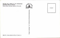 The United States Maine Mature bulldozer moose in the moosehead Katahdin area off Maine