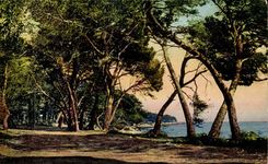 CPA Insel-Sainte Ganseblumchen Allee unter Holz