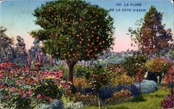 Feldbett d Azur - Flora - CPA