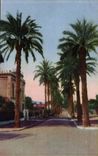 Hyeres palm trees CPA Which occurred Costa de Beauregard