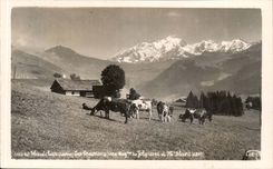 High CPA Luce Cows in the pastures